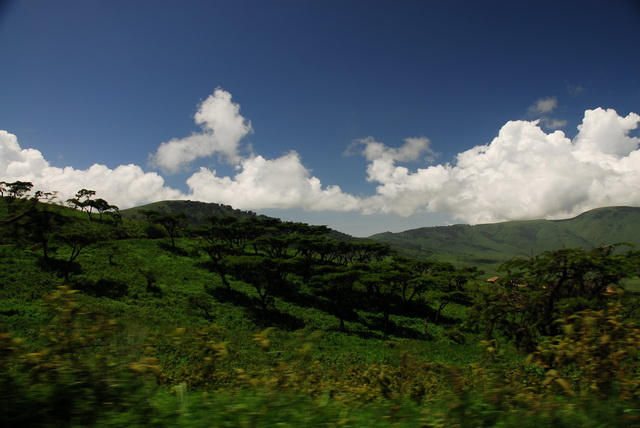 Acacia trees