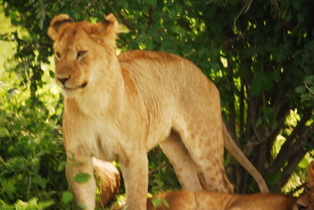 Lion