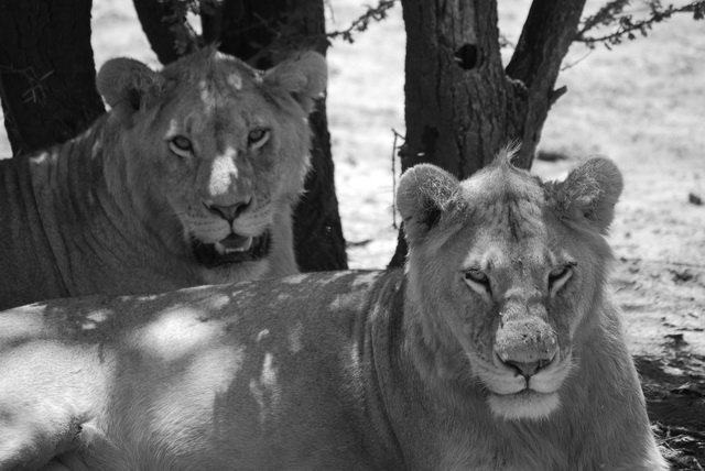 Lion pride