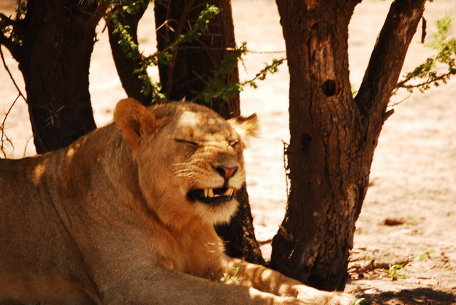 Smiling lion