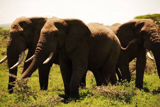 Elephants