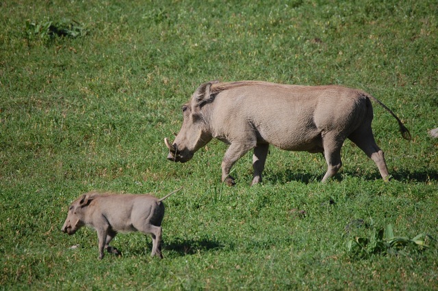Warthogs