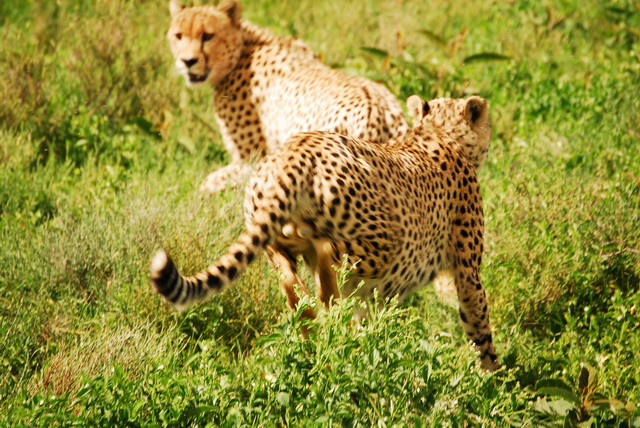 Cheetahs