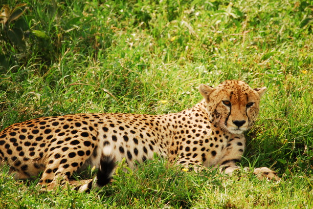 Cheetah