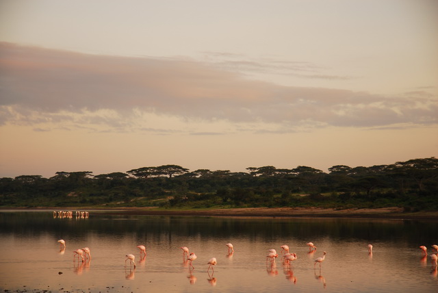Flamingos
