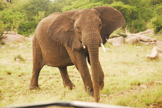 Elephant