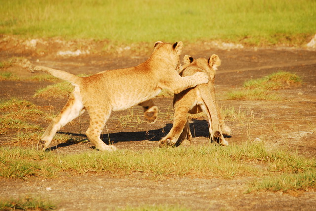 Lion cubs