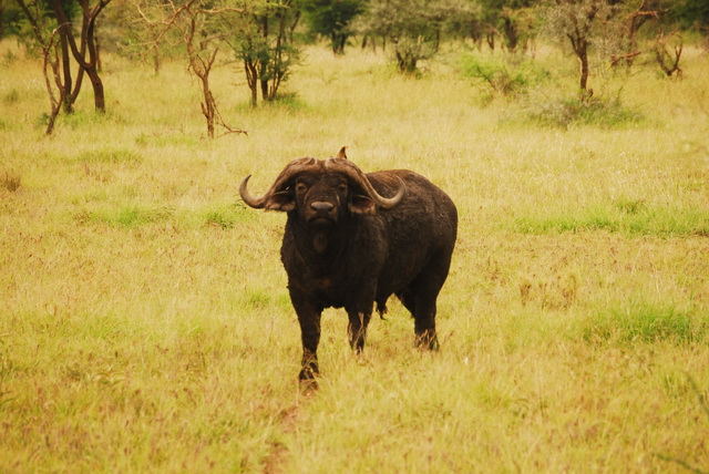 Buffalo