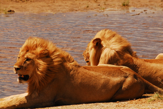 Lion pride