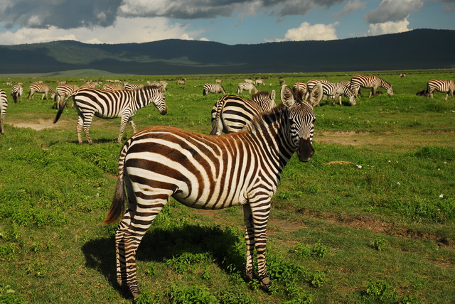 Zebra herd