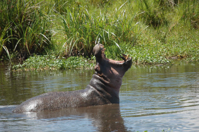 Hippo Pool