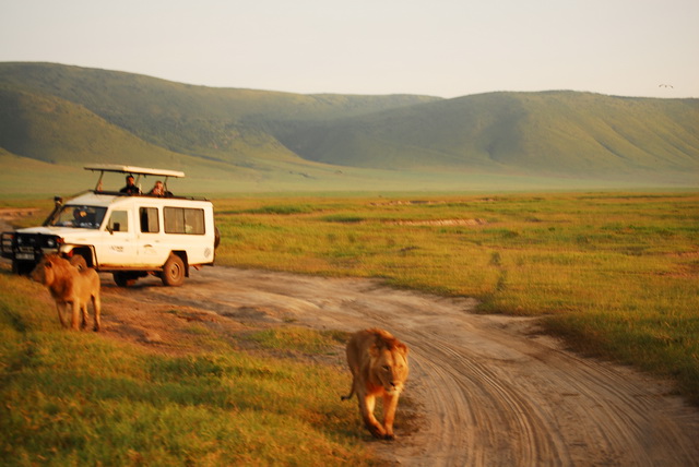 Lion trap