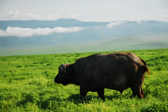 Buffalo