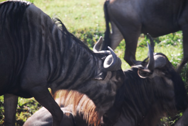 Wildebeest migration