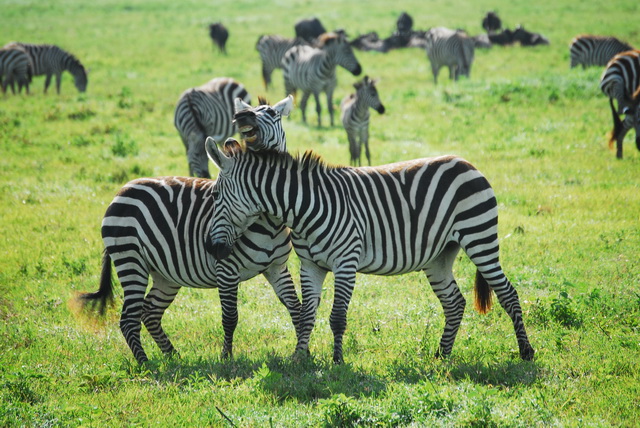 Zebra love