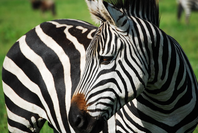 Zebra