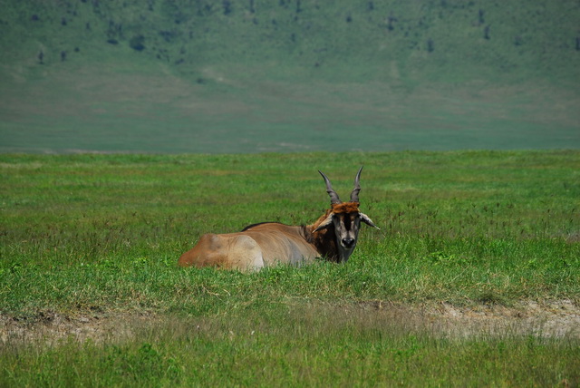 Impala