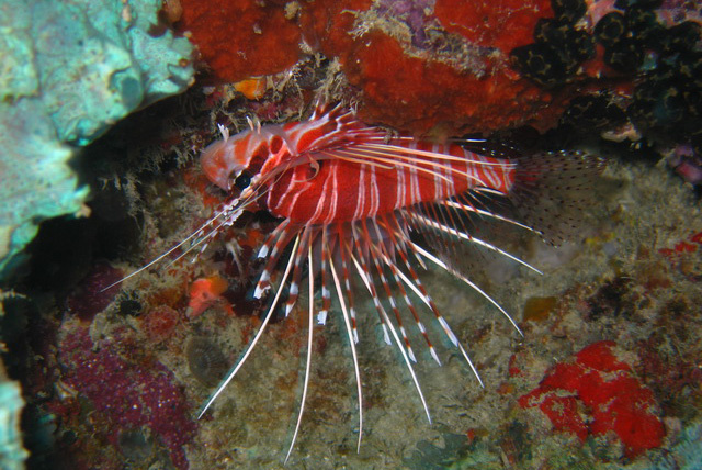 Zanzibar fish
