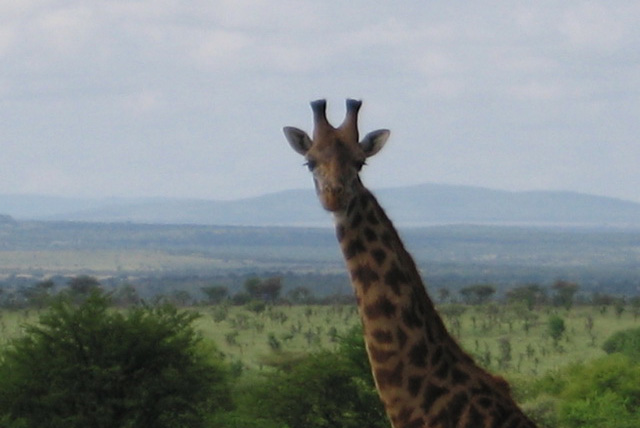 Giraffe