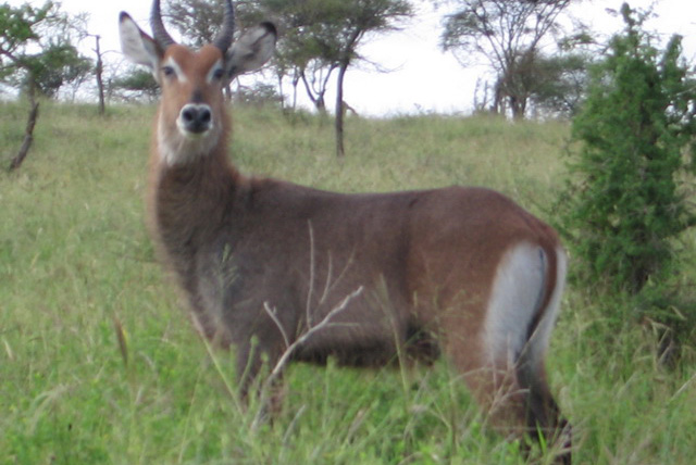 Waterbuck