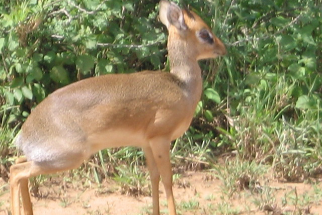dik dik