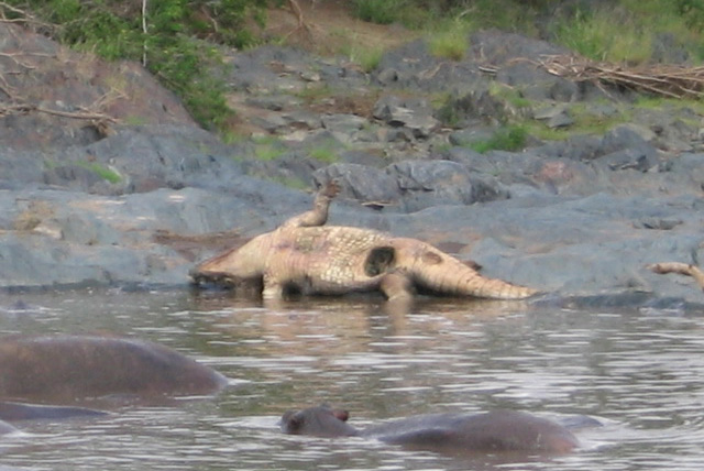 Crocodile