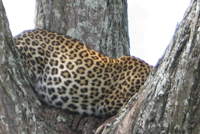 Leopard