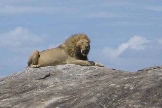 Lion