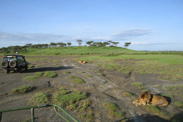 Lion naps
